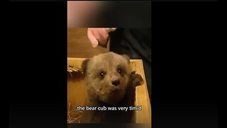 Man fills in raising cub, bear returns 16 years later :)