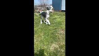 adorable great dane puppy in slow motion