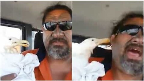 Hilarious seagull keeps is not happy with its rescuer