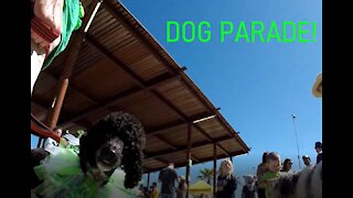 Dog parade!