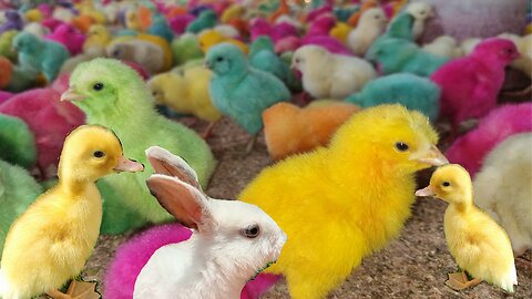 Colourful chicks playing with baby rabbit and baby ducklings 🐥