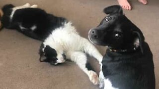 Canine loves to clean feline's ears!