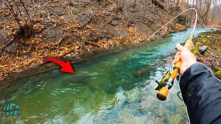 Fly Fishing a TINY Creek and catching a HUGE TROUT!