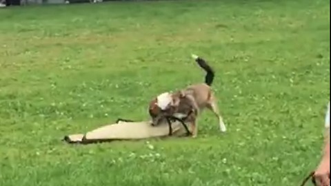 Playful Puppy Steals Picnic Mat Thinking It's A Toy
