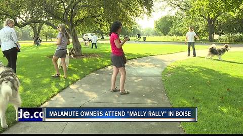 Gathering for Alaskan Malamutes in Ann Morrison Park