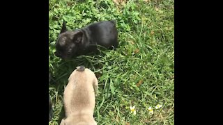 The Running of the Bulls, Frenchie style! Cute!