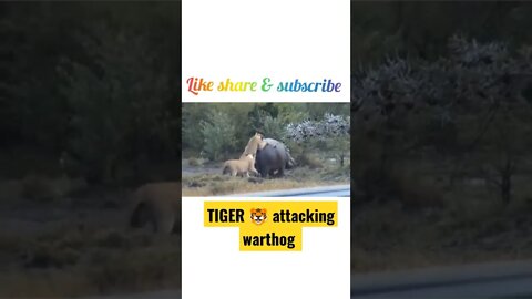 Tiger attacking warthog ¢ #shorts #youtubeshorts