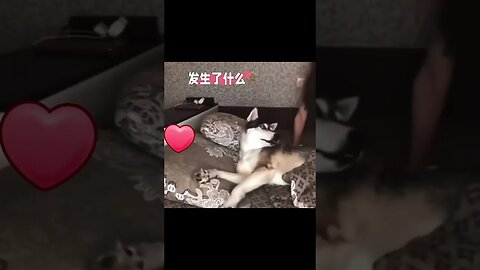 #shorts #funnyvideo #搞笑娱乐 #萌宠