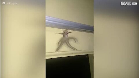 Une effrayante créature s'est introduite dans un domicile