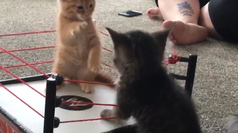 Adorable Kittens Play In A Boxing Ring