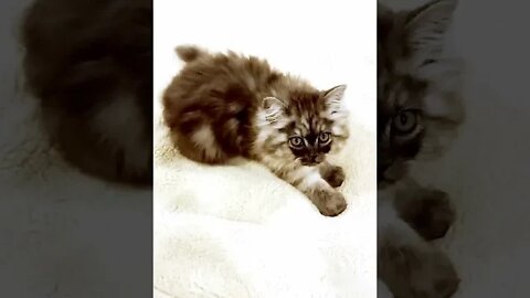 Kitten - Cute Cat Kneading
