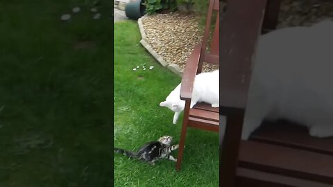 White Cat Denies Tiger Cat 😺✋🏻