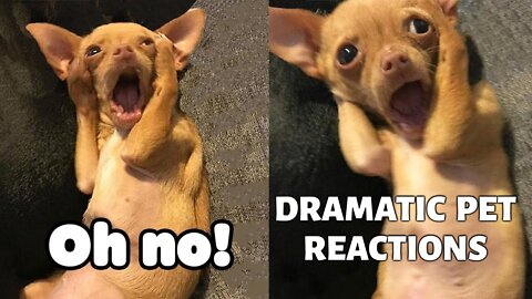 Funny Dramatic Pets Reaction - Fun to Watch Domestic Dogs And Cats Videos