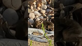 Wild Baby Rabbits! - Cute! - Can Barely Walk #babyrabbits #bunnybaby #bunnies