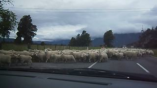 Hundreds Of Sheep Surround Unsuspecting Tourists