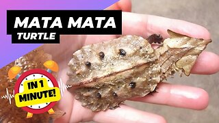 Mata Mata Turtle - In 1 Minute! 🐢 Leafy Trap with Suction Strike! | 1 Minute Animals