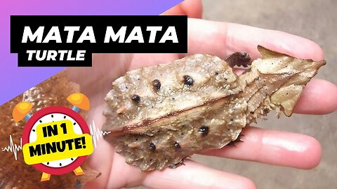 Mata Mata Turtle - In 1 Minute! 🐢 Leafy Trap with Suction Strike! | 1 Minute Animals