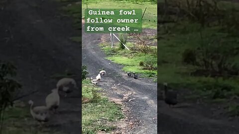 Guinea fowl follow owner from creek … but don’t quite make it 😆😆 #freerange #guineafowl