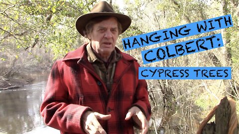 Colbert - Cypress Trees