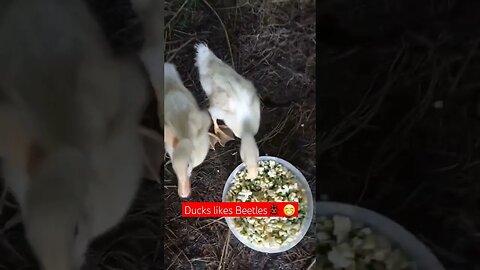 Ducks Likes Beetles & Bugs🐞😁|#shorts #short #shortvideo #shortsvideo #farming #food #viral #video