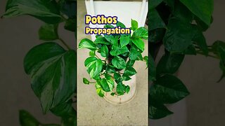 How to propagate pothos plant? #shorts #pothosplant #propagation