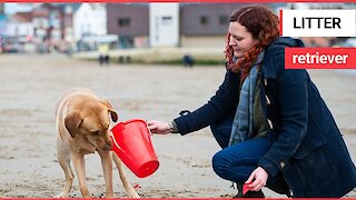 Meet the litter-picking Labrador that LOVES cleaning beaches!