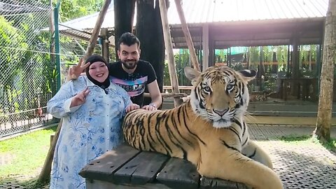The Truth Behind The Tiger Temples Of Thailand