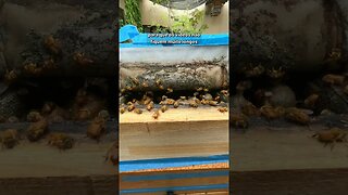 Tenha cuidado ao fechar uma caixa de abelhas 🐝😱 #Shorts