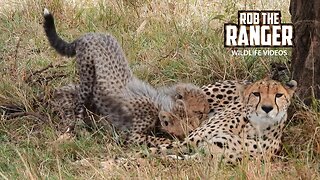 Cheetah And Cubs | Mara North Safari | Zebra Plains On Tour