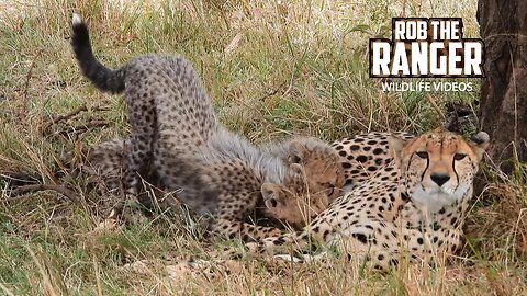 Cheetah And Cubs | Mara North Safari | Zebra Plains On Tour