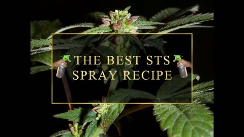 How To Make Feminized Cannabis Seeds 🌱 STS Spray Recipe With Khalifa Genetics