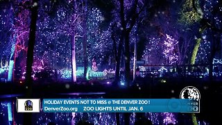 Denver Zoo Lights - Holiday Events Not to Miss!