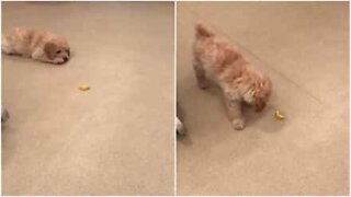 Curious puppy plays with a lemon