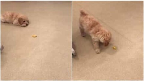 Curious puppy plays with a lemon