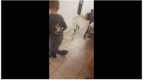 Ducklings follow little boy around the house