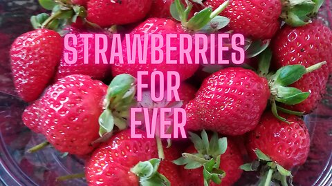 strawberries for ever