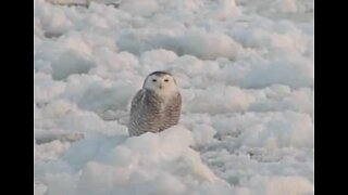 流れる氷のブロックの上でくつろぐフクロウ