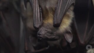 What do you know about bats? Hang in there for these 5 facts