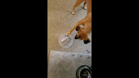 Dog plays with gerbil in exercise ball