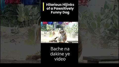 Kuttay Ki Masti: Hasi Mazak Wala Funny Dog Video 😂😂😂😂
