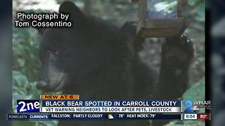 Black bear spotted in Manchester; police warning residents to be on alert