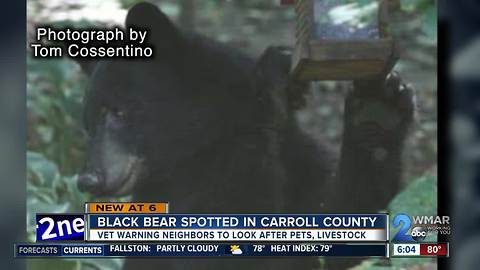 Black bear spotted in Manchester; police warning residents to be on alert
