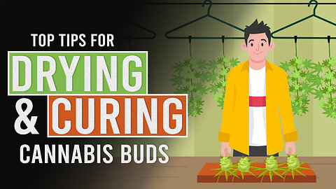 Tips to Help you Dry & Cure your Cannabis!
