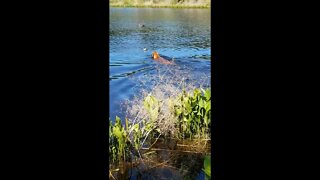 Duck Fails To Divert Rhodesian Ridgeback Pup From Retrieving