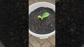 Grow Pumpkins 🎃 In A Bucket