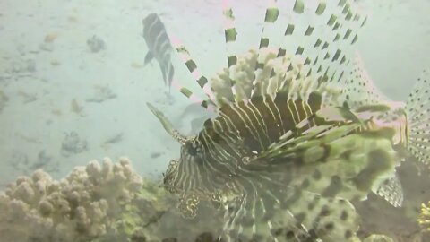 Tauchen mit Delfin und Napoleon in Hurghada, Rotes Meer 2015; Diving with Dolphin Hurghada, Red Sea8