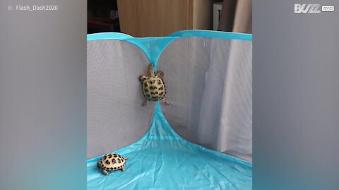 Saviez-vous que les tortues pouvaient grimper?