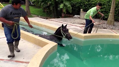 A Horse Swimming The Pool