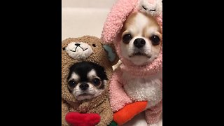 Chihuahuas dress up in super adorable outfits