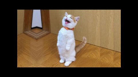 Baby cat---Cute and funny cats videos Compilation #2